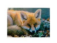 Н-р для тв-ті картина для викладання{}